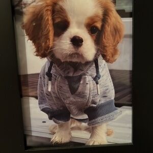 Puppy hoody blue and white size small